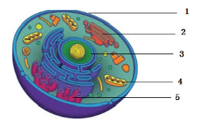 Soal UAS-1/PAS Biologi Kelas 11