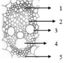 Soal UAS-1/PAS Biologi Kelas 11