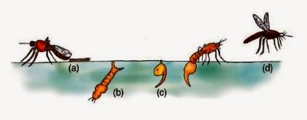 Hasil gambar untuk metamorfosis nyamuk