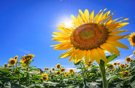 Apakah Bunga Matahari Menghadap ke Arah Matahari?